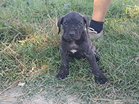 rustic type italian cane corso 